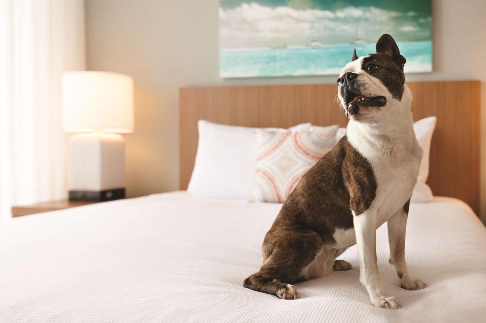 ไฮแอท เฮาส์ เวอร์จิเนียบีช โอเชียนฟรอนต์ Hotel ภายนอก รูปภาพ